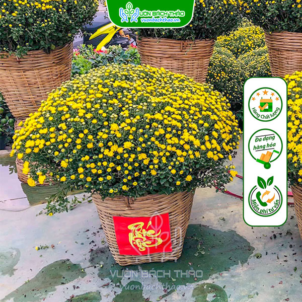 Hoa Cúc Mâm Xôi Giỏ Tre Trang Trí Tết