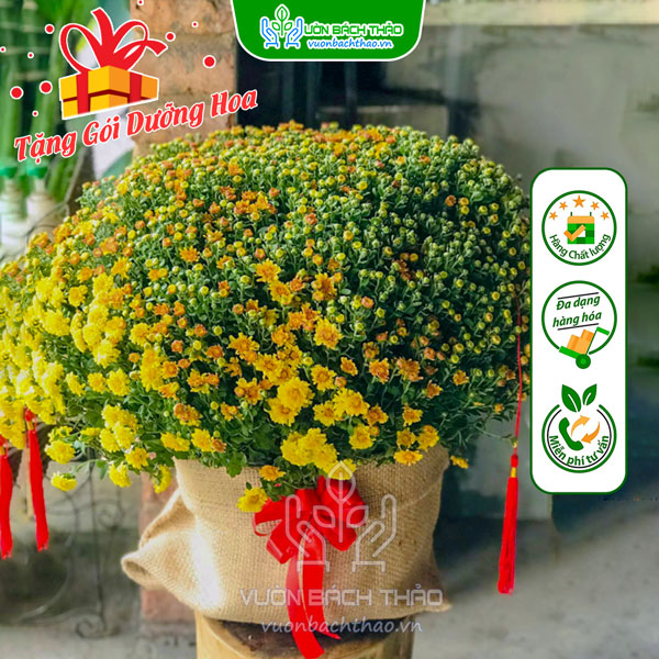 Hoa Cúc Mâm Xôi Bọc Bao Bố Trang Trí Tết