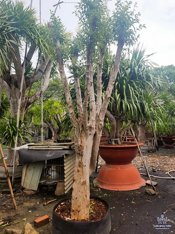 Cây Bằng Lăng Núi (Cây Săng Lẻ)