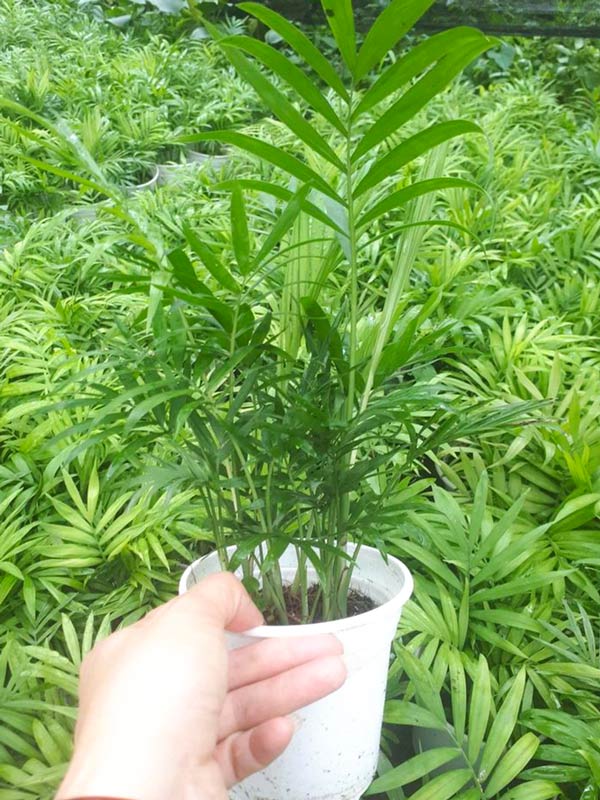 Cây Cau Tiểu Trâm