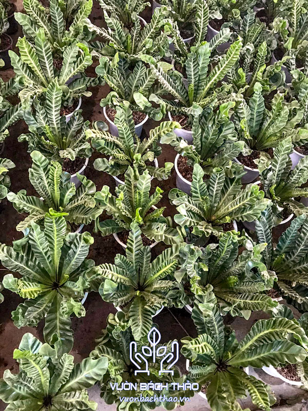 Cây Dương Xỉ Phúc Lộc - Asplenium Nidus "Cobra"