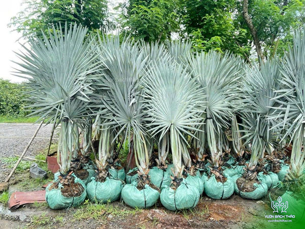 Cây Kè Bạc - Smarckia Nobilis