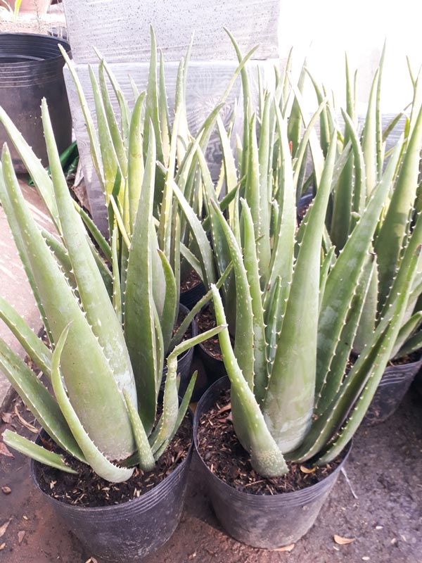 Cây Nha Đam (Lô Hội)