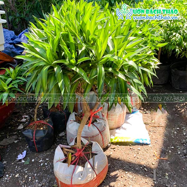 Cây Trúc Bách Hợp