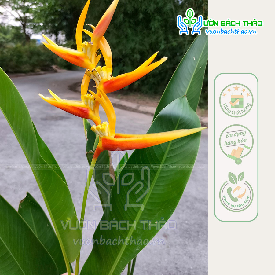Cây Chuối Mỏ Két Thái Lan