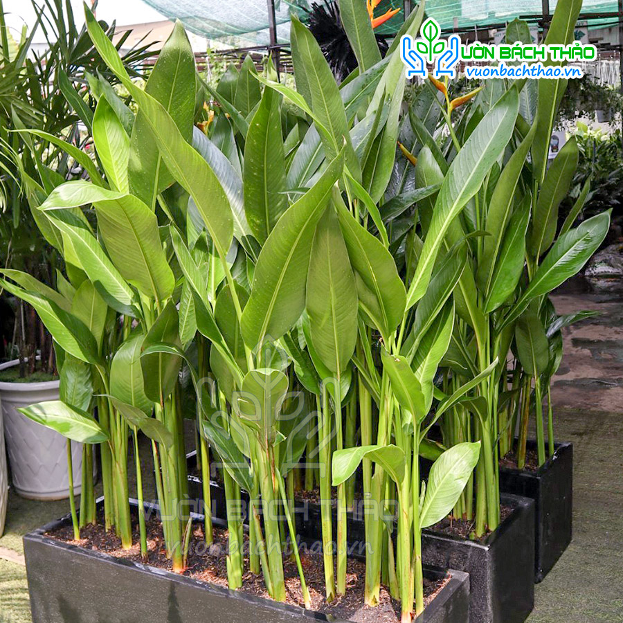 Cây Chuối Mỏ Két Thái Lan
