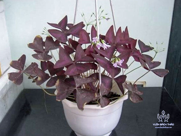 Cây Bướm Đêm Trồng Chậu Treo
