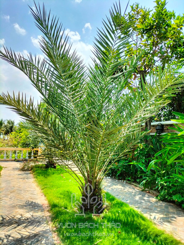 Cây Chà Là Ăn Quả Barhee Trồng Sân Vườn