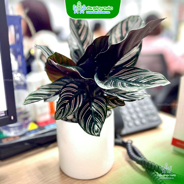 Cây Đuôi Công Sọc Tím Để Bàn