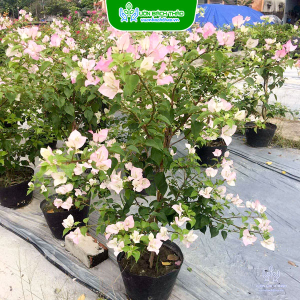 Cây Hoa Giấy Sakura Nhật Bản