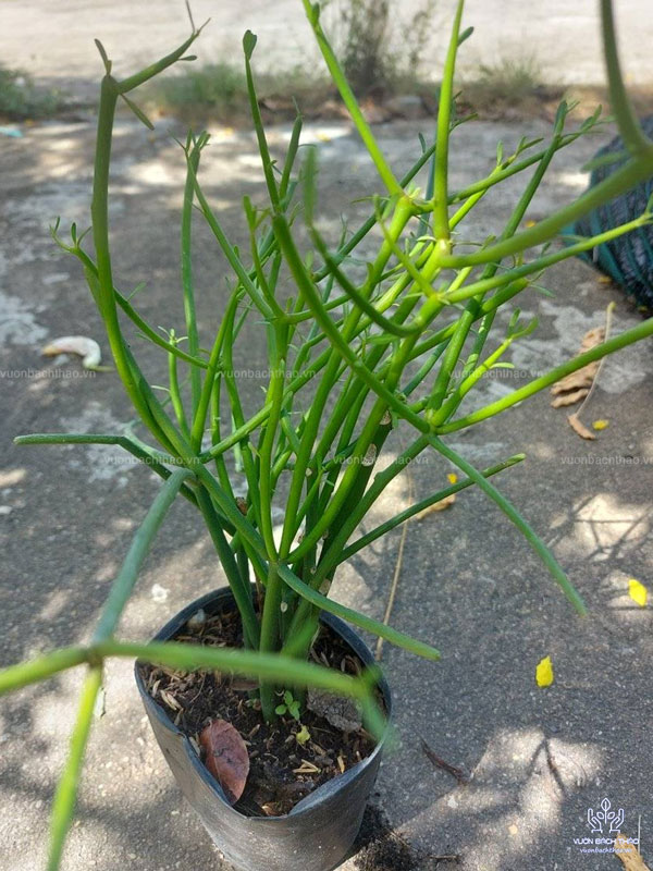 Cây Giao (Cây Xương Cá)