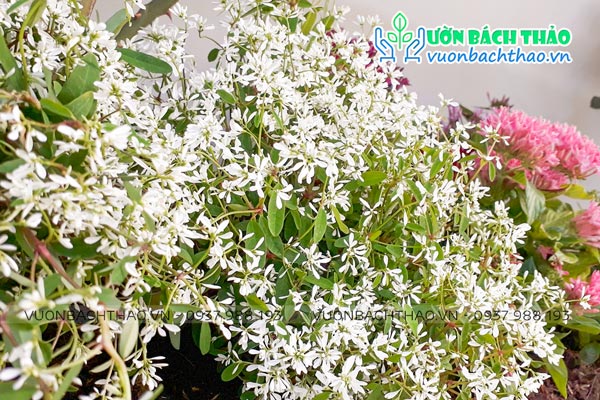 Cây Hoa Hương Tuyết Cầu