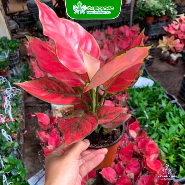 Cây Hồng Phát Lộc (Vạn Lộc Đỏ)