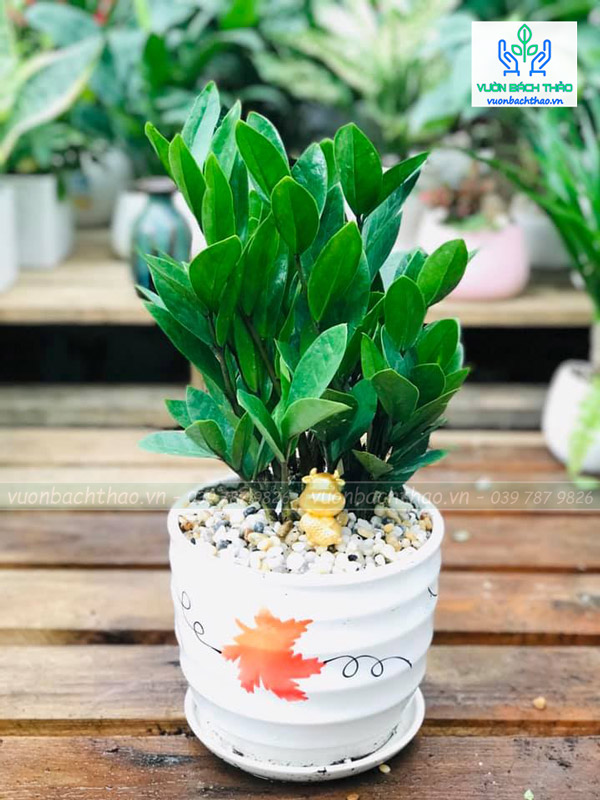 Cây Kim Tiền Để Bàn