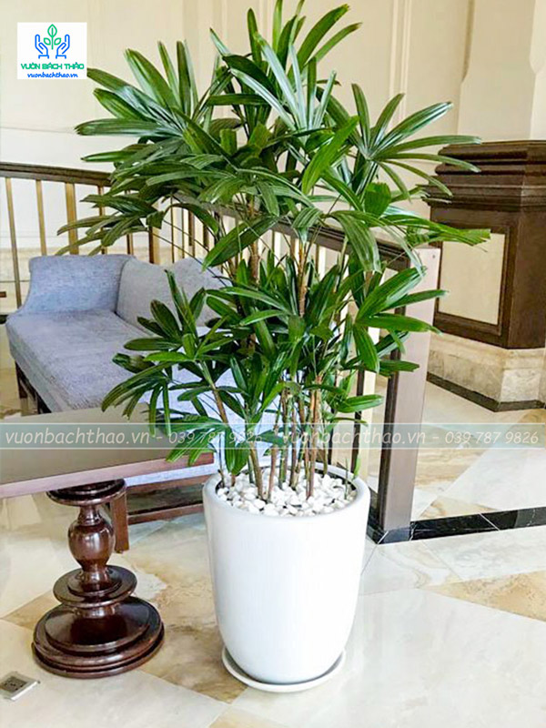 Cây Trúc Mây Chậu Đứng