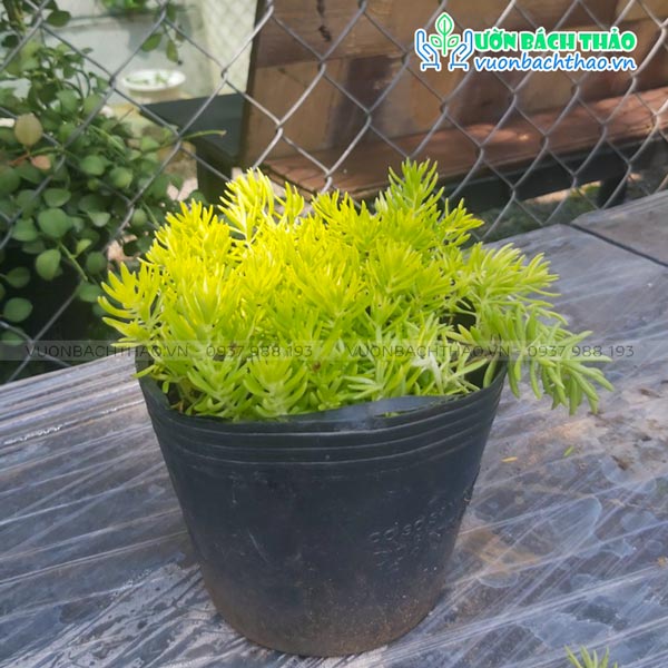 Cây Mười Giờ Úc