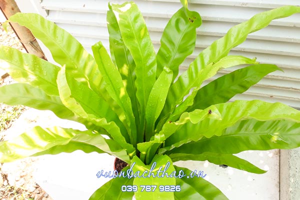 Cây Ráng Ổ Phụng