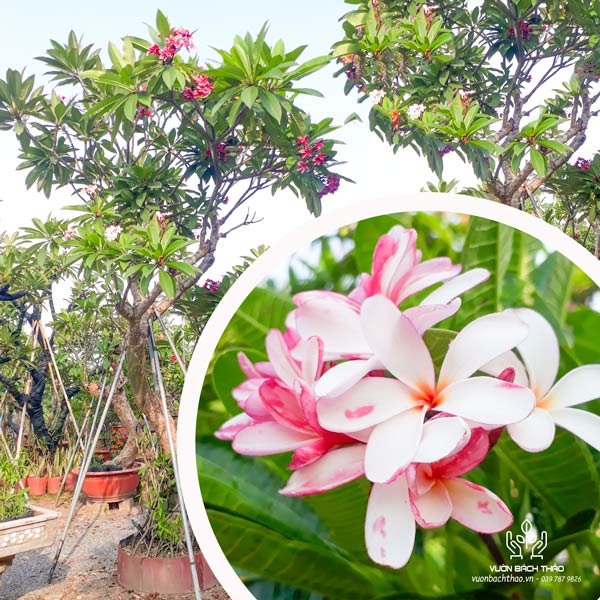 Cây Hoa Sứ Đại