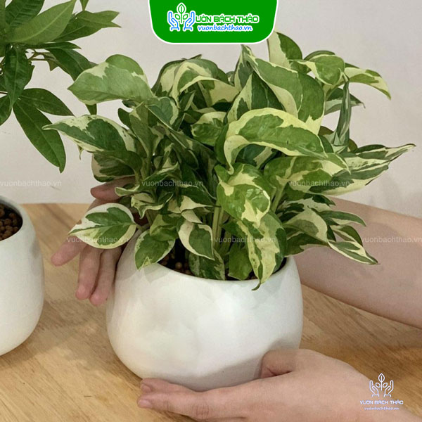 Cây Trầu Bà Cẩm Thạch Để Bàn