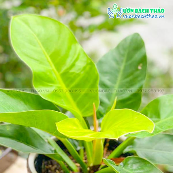 Cây Trầu Bà Đế Vương Vàng