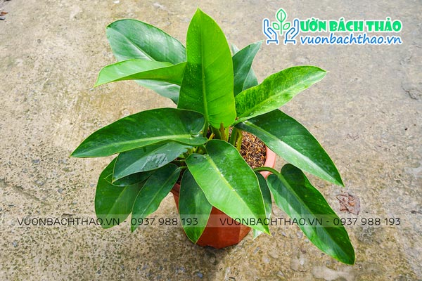 Cây Đại Đế Xanh (Trầu Bà Đế Vương Xanh)