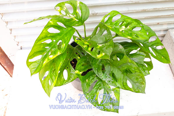 Cây Trầu Bà Cửa Sổ - Monstera Adansonii Var Adansonii