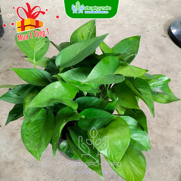 Cây Trầu Bà Xanh Thái