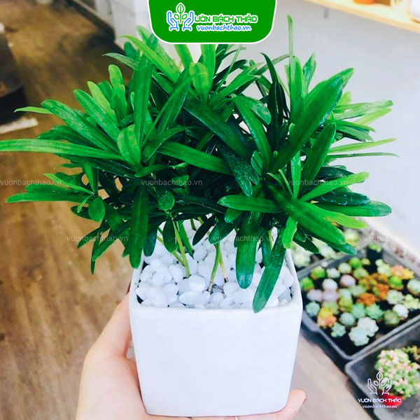 Cây Tùng Hạnh Phúc Để Bàn
