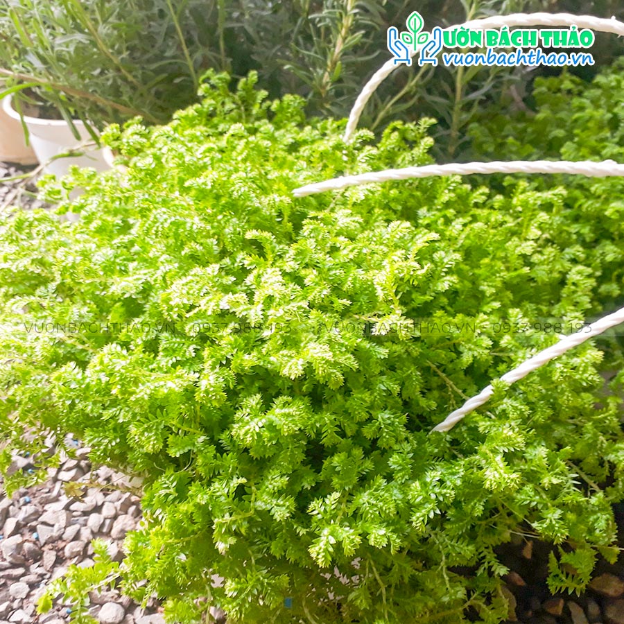 Cây Tùng Rêu San Hô Chậu Treo