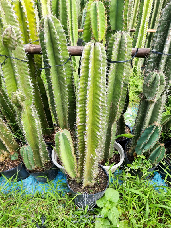 Cây Xương Rồng Cổ Thụ Decor