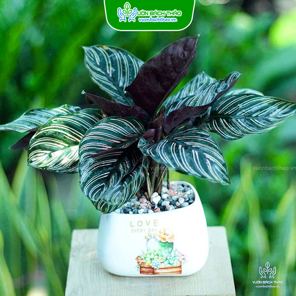 Cây Đuôi Công Sọc Tím Để Bàn