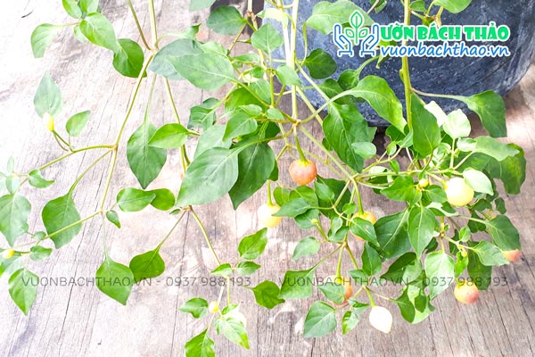 Cây Ớt Cảnh