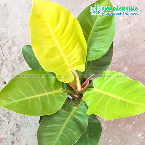 Cây Trầu Bà Đế Vương Vàng