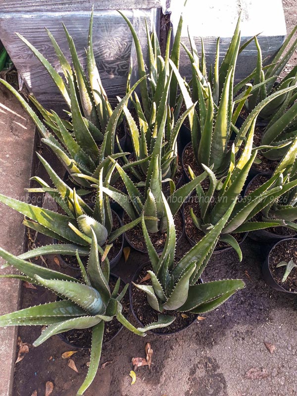 Cây Nha Đam (Lô Hội)