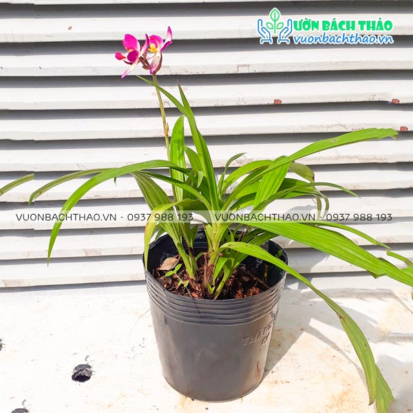 Cây Lan Chu Đinh (Địa Lan)