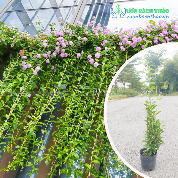 Dây Cúc Tần Ấn Độ