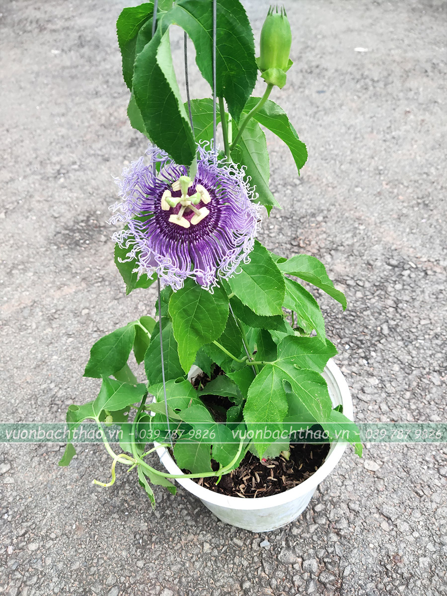 Hoa Lạc Tiên Chậu Treo (Cây Chùm Bao)