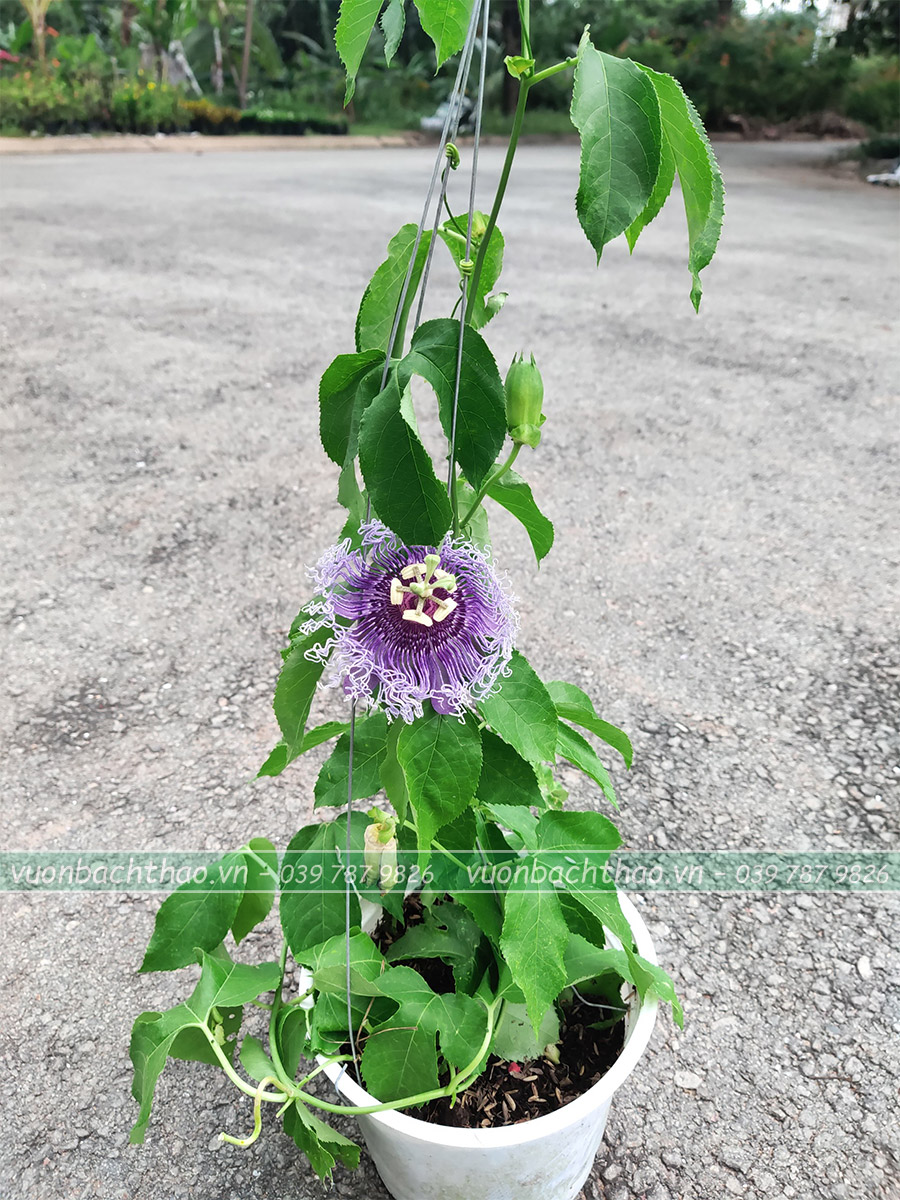 Hoa Lạc Tiên Chậu Treo (Cây Chùm Bao)