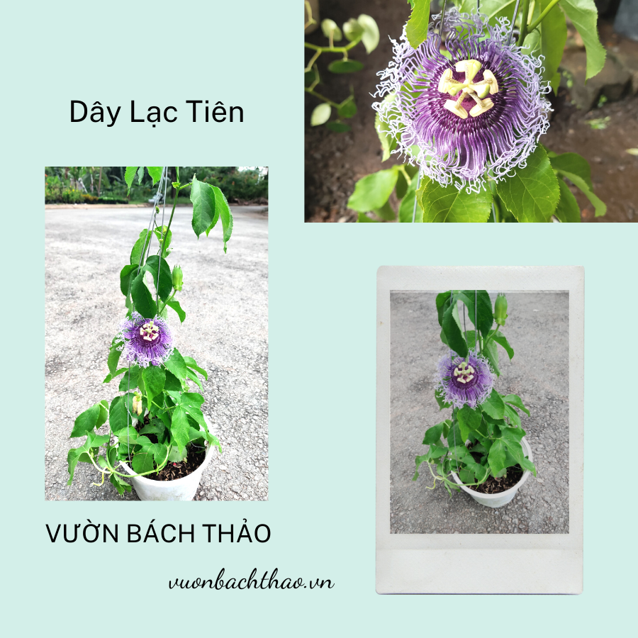 Hoa Lạc Tiên Chậu Treo (Cây Chùm Bao)