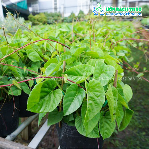 Dây Liêm Hồ Đằng (Dây Tơ Hồng)