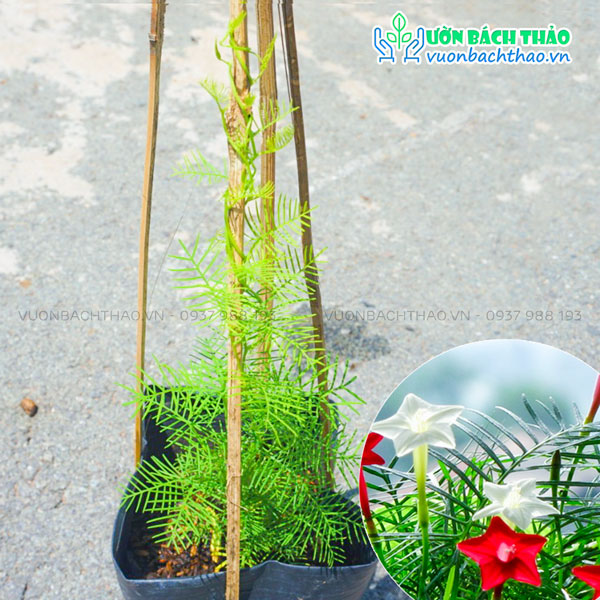 Cây Tóc Tiên Dây Leo