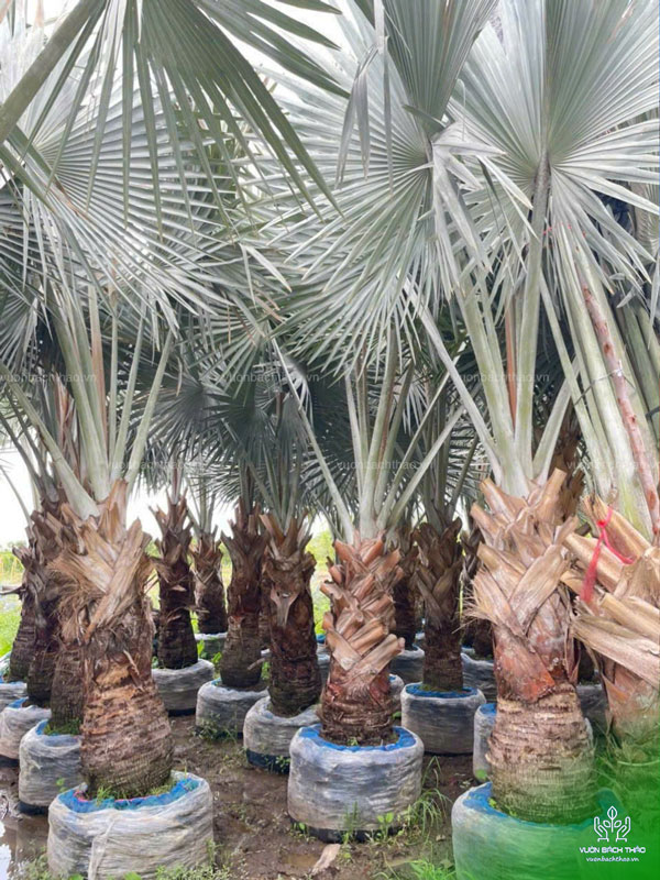 Cây Kè Bạc - Smarckia Nobilis