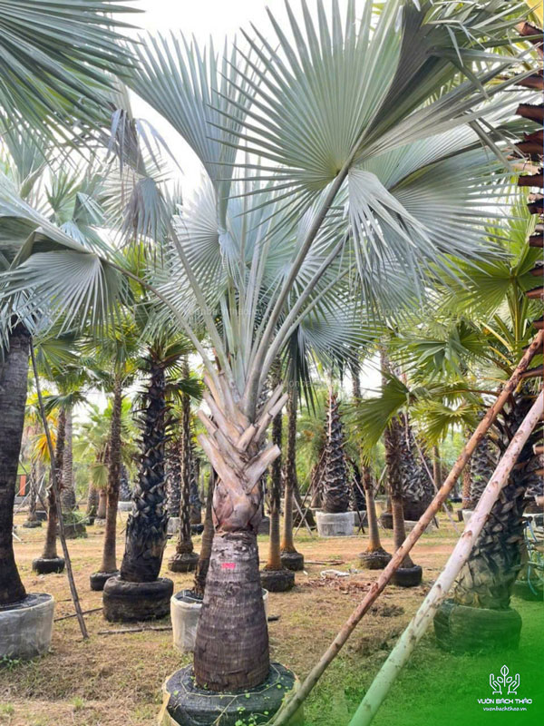 Cây Kè Bạc - Smarckia Nobilis