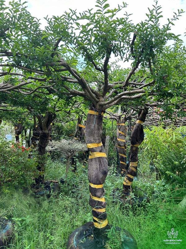 Cây Sơ Ri Trồng Công Trình