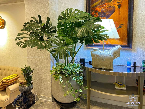 Cây Trầu Bà Nam Mỹ Chậu Đứng