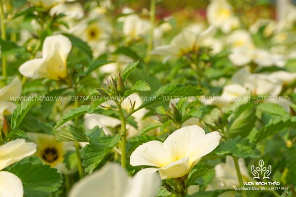 Cây Đông Hầu Hoa Trắng