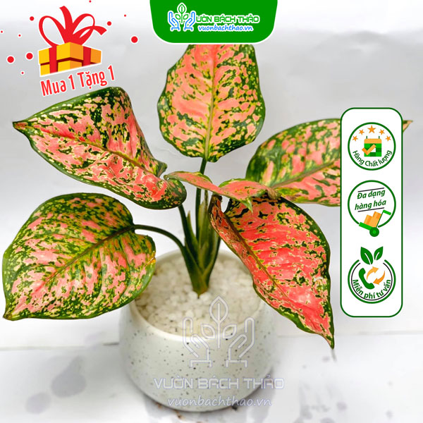 Cây Vạn Lộc Để Bàn (Thiên Phú)