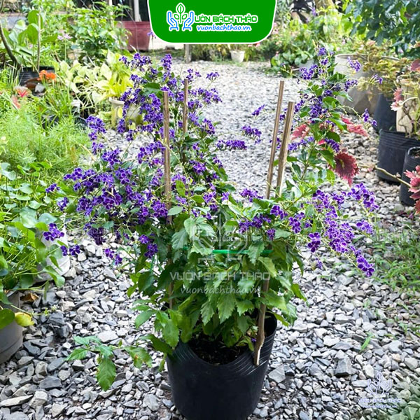 Cây Chuỗi Ngọc Hoa Tím