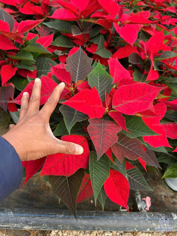 Cây Hoa Trạng Nguyên