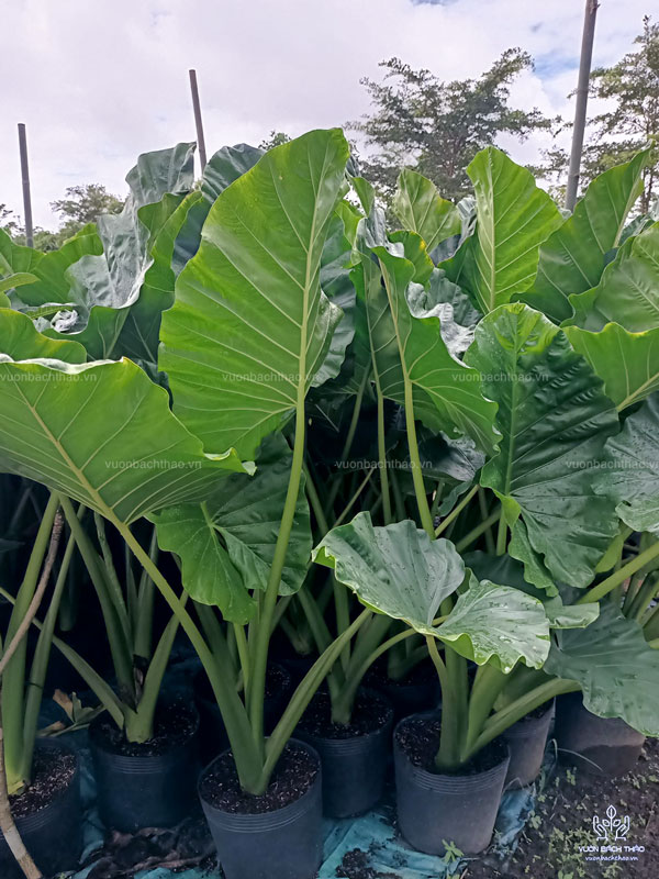 Cây Ráy Voi - Alocasia Macrorrhizos